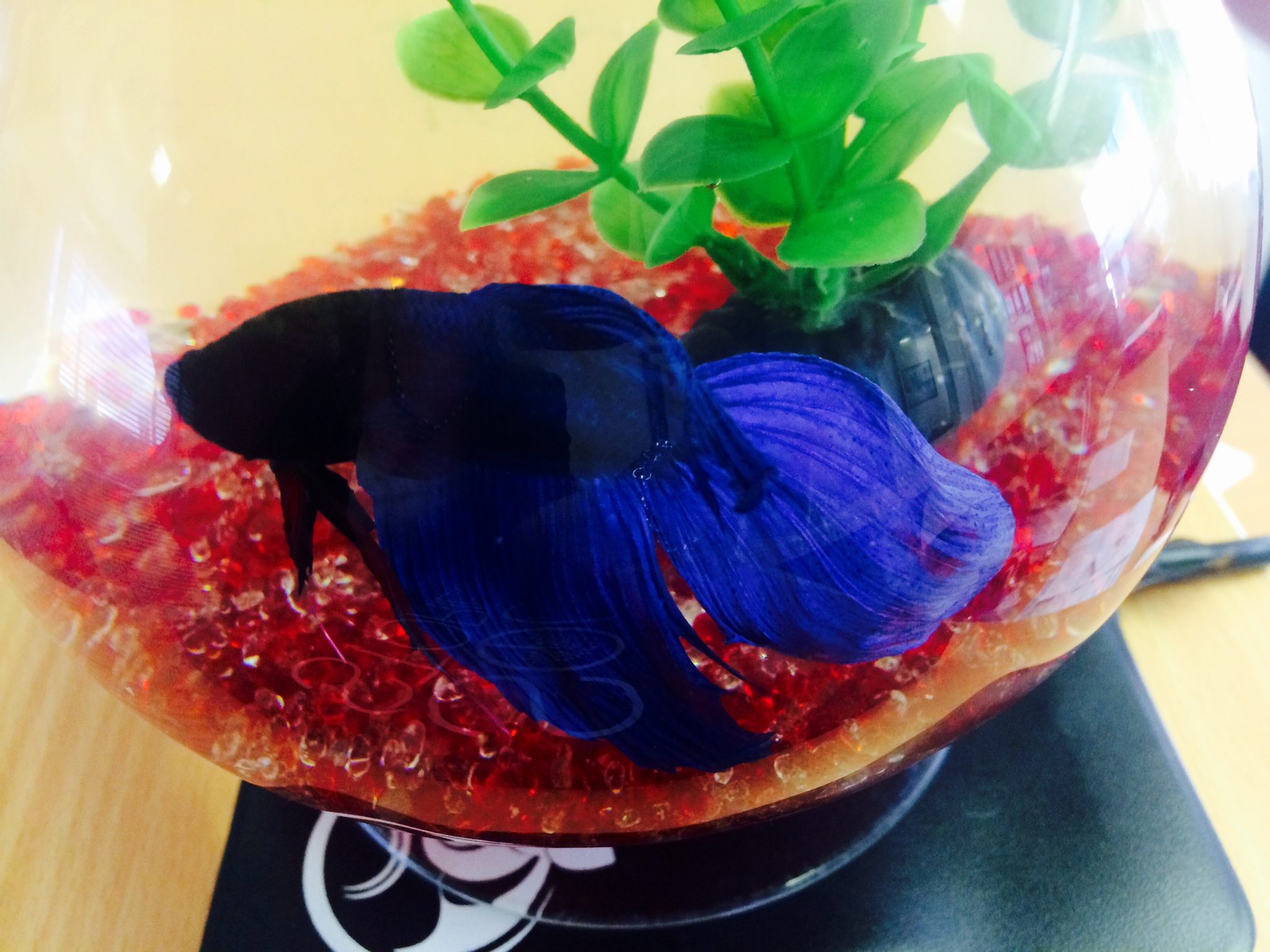 HELP  –   Help ADC name our fish!