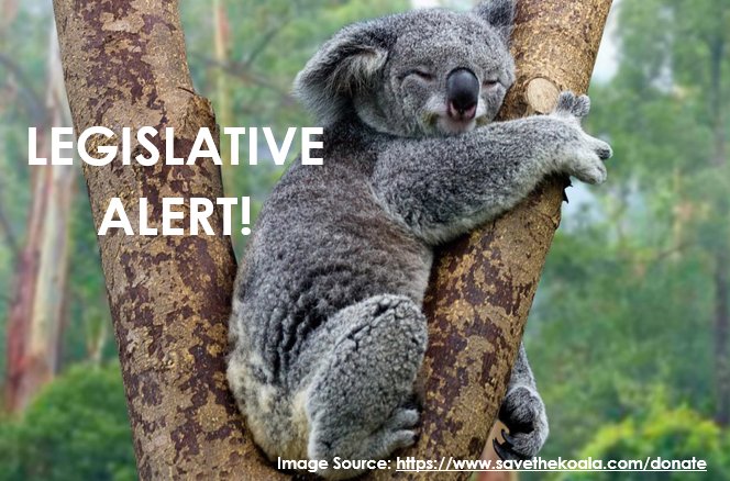 Koala regulations considered in QLD land development
